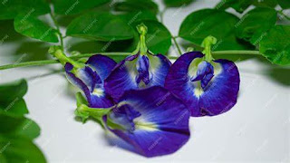 Bunga Telang (Clitoria ternatea)