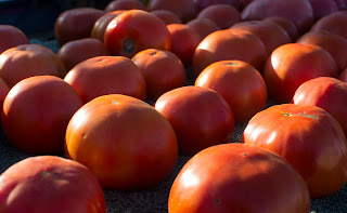 New Slicing Tomatoes Beckon to be Enjoyed. Photo: Reed Petersen