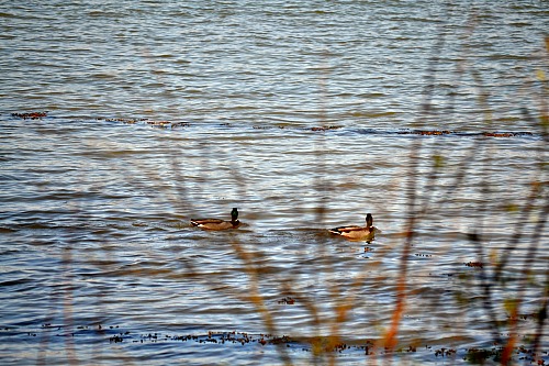 Ducks in the river