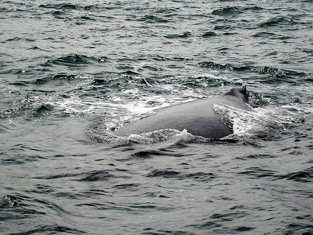 baleine à bosse Megaptera novaeanglicae