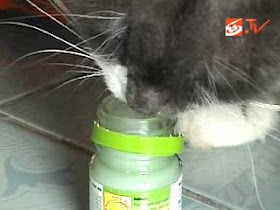 Kucing ini gemar makan Balsem dan minyak kayu putih