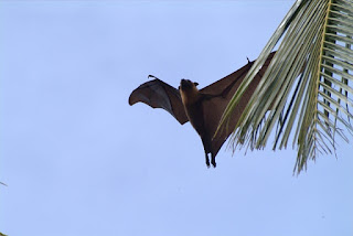 Animals Endemic To Philippines