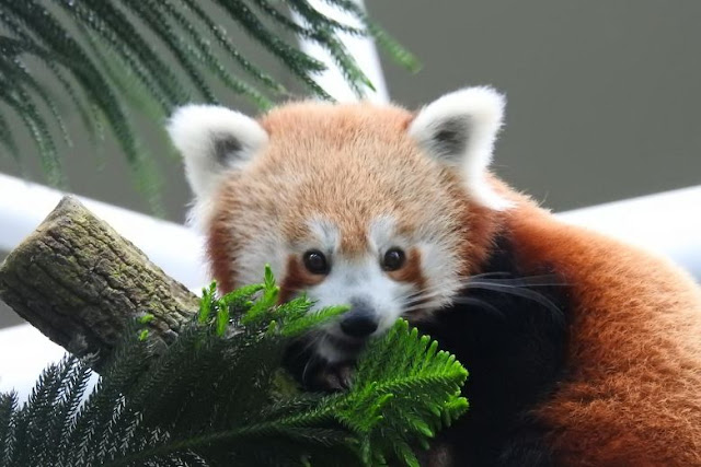 Red Panda - Panda Rojo