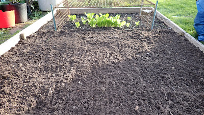 Cleared raised bed