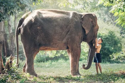 elephant and kid