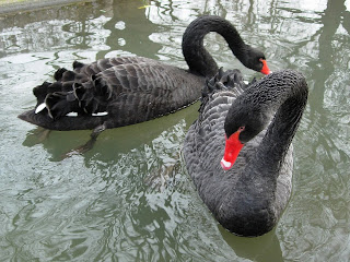 Black Swans