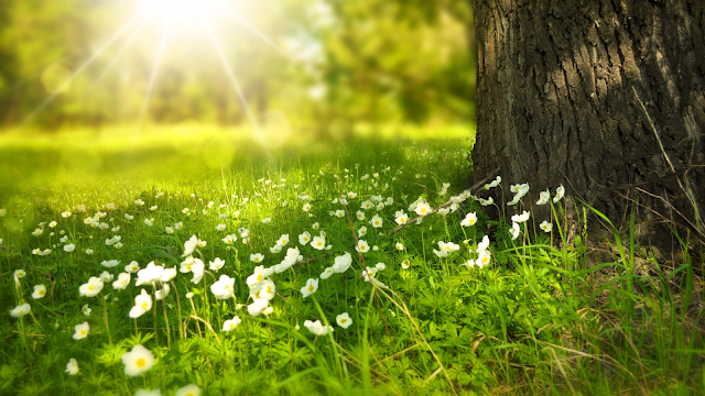 Best Free Spring Hd Wallpapers