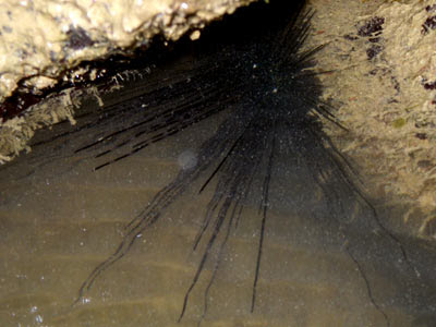 Black Long-spined Sea Urchin (Diadema setosum)