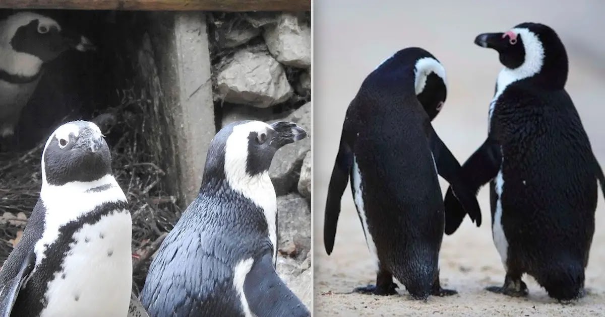 Gay Male Penguins In Dutch Zoo Have Been Caught Stealing Eggs From A Pair Of Lesbian Penguins