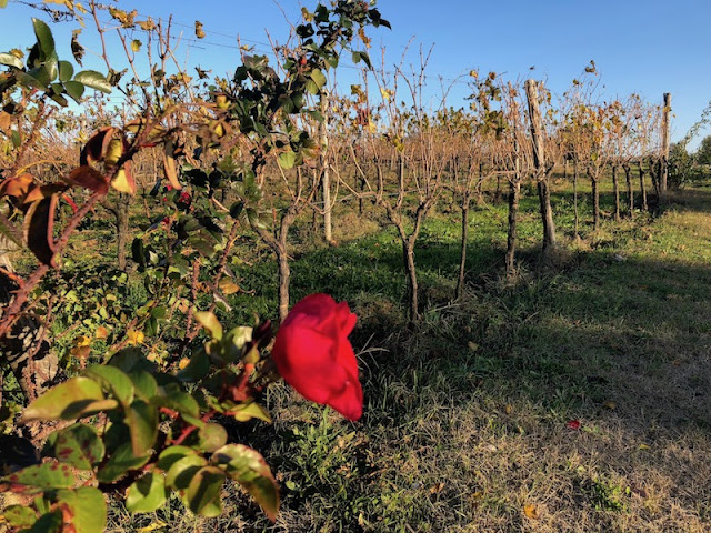 VIGNETI-POMARIO-MONTELEONE-DORVIETO