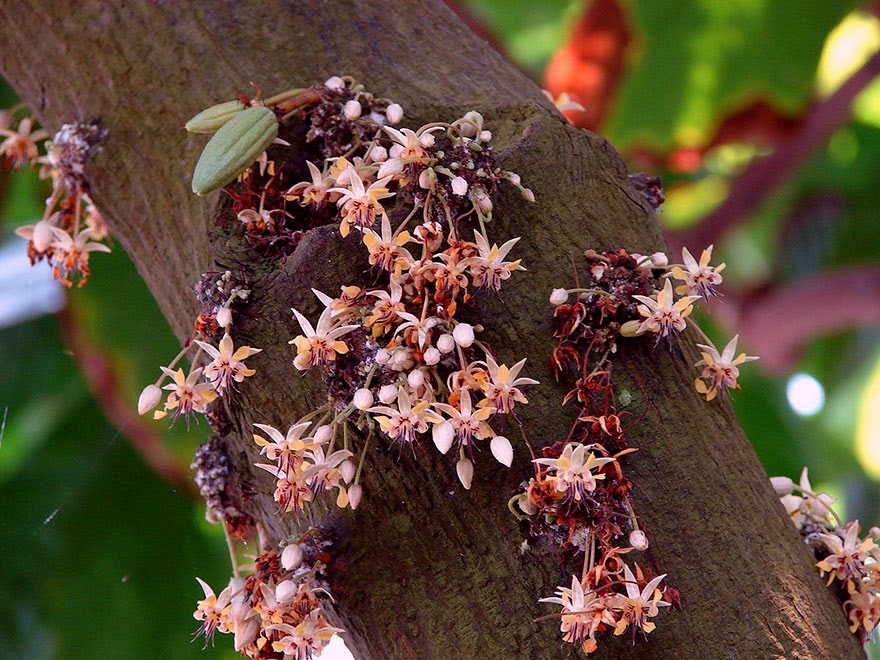 Do You Know What Your Favorite Foods Look Like While Growing - The incredible Cacao fruit grows on trees and takes approximately five years to produce