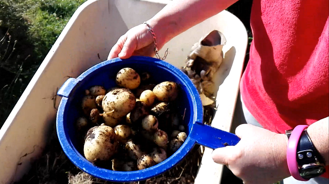 Récolte des pommes de terre en pots (vidéo)