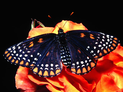 Beautiful Butterfly Normal Resolution Wallpaper 10