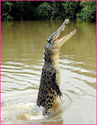 The Saltwater crocodile Pics