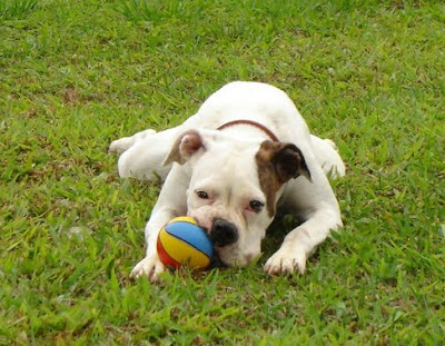 Cachorros brincando