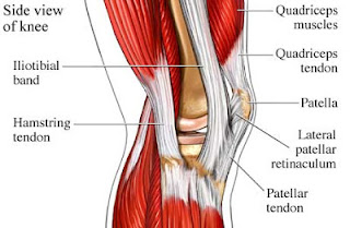 Cara Memperkuat Lutut, Tendon Dan Ligamen