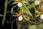 Encyclia polybulbon care and culture