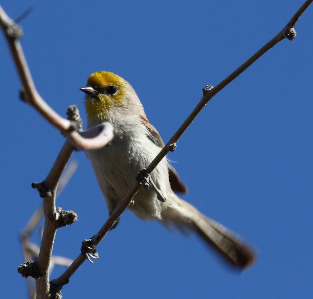 Verdin