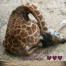 Boa noite de girafa