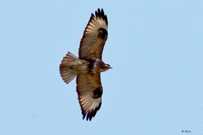 "In Mount Abu, the Common Buzzard can be seen from November to March, which is the peak winter season in India."