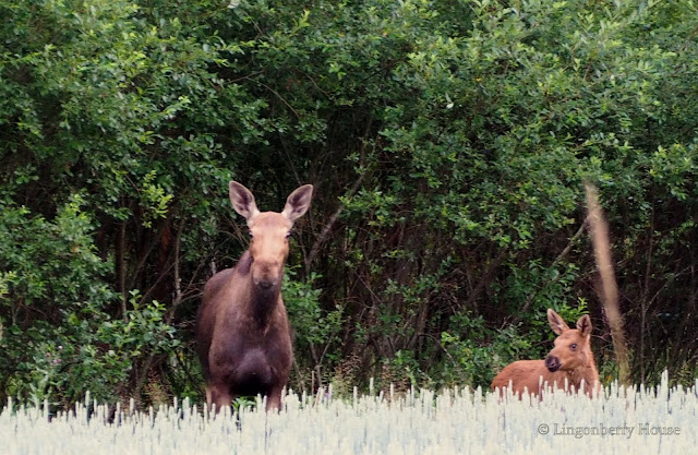 lingonberryhouse, moose, hirvi, vasa, calf, eläin, wild animal