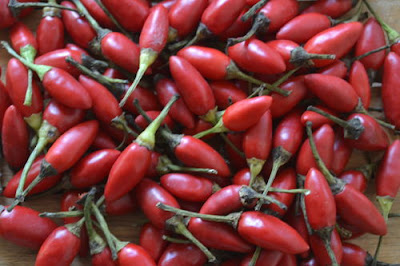 Pipi de mono, ajies de peru, capsicums de peru