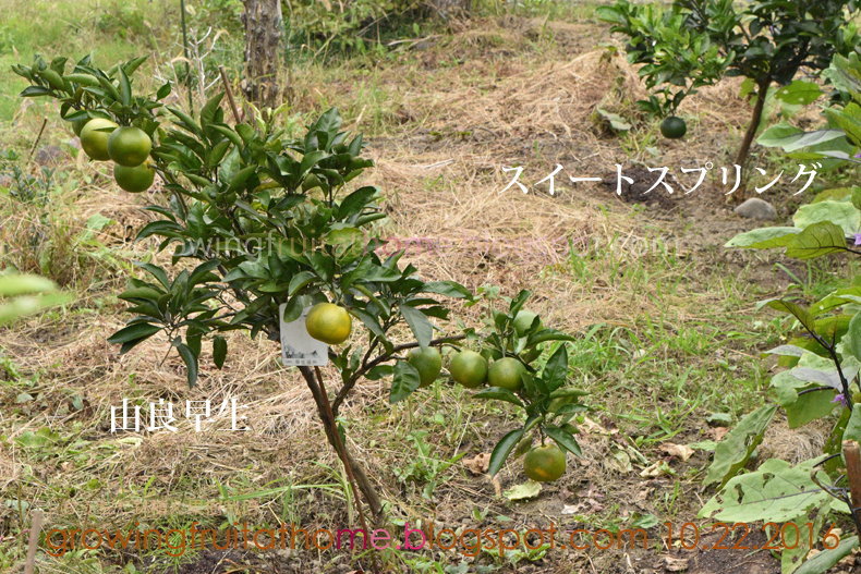 半年収穫できるミカンの育て方 おいしい鉢植え果樹の栽培育て方 自宅を果樹園に