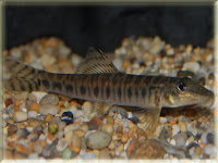 Zipper Loach Fish Pictures