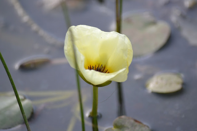 Flowers in the pool at the Rabin square