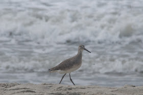 Willet (Catoptrophorus semipalmatus) 