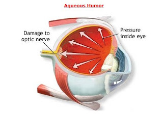 Aqueous Humor