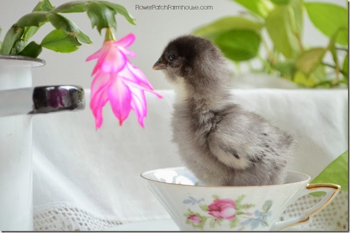 chickflower2700