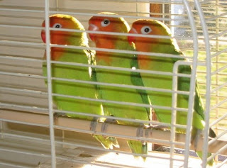 Kumpulan Jenis dan Warna Burung Lovebird Terbaik
