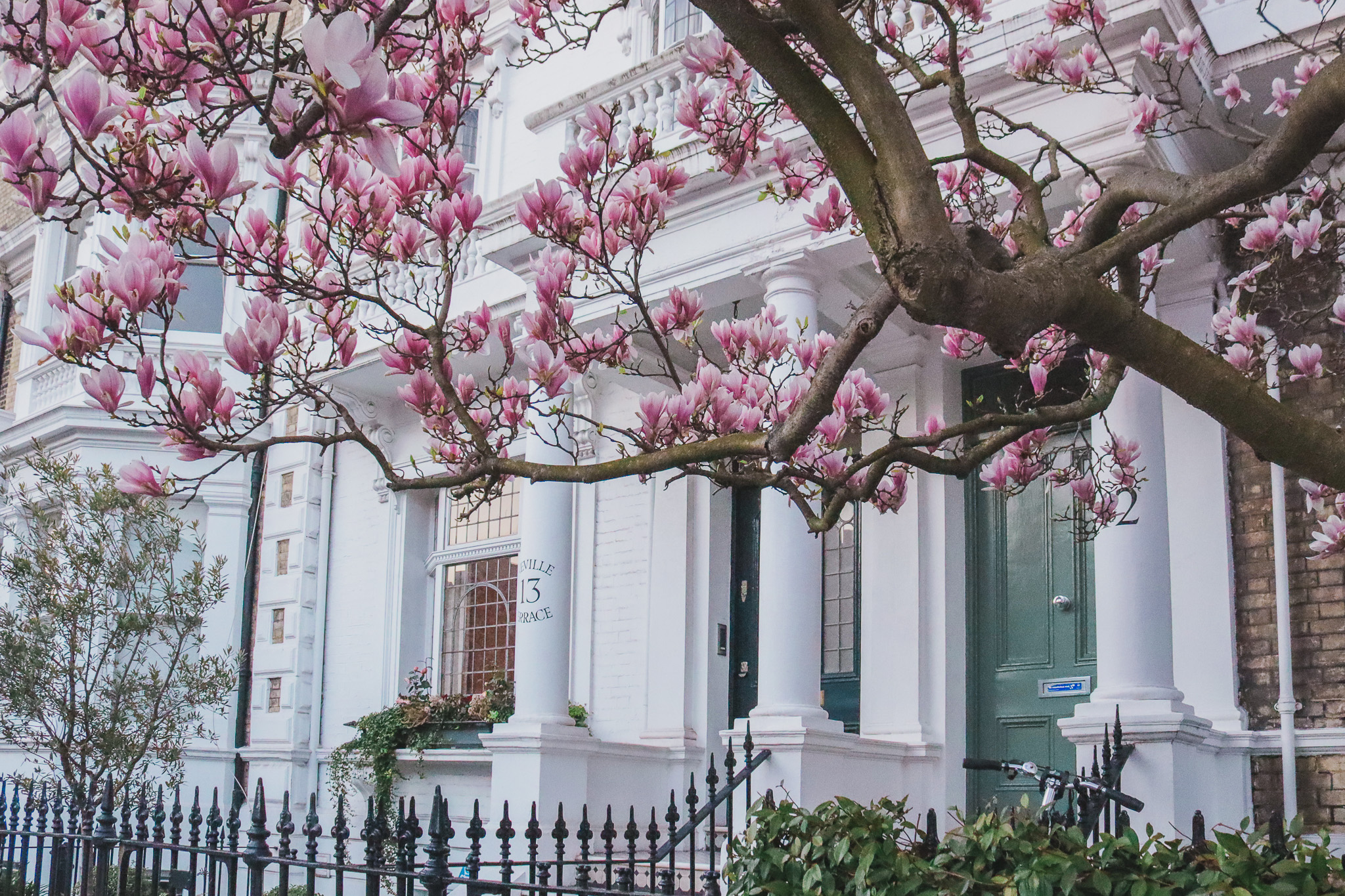 Magnolias in 12 Neville Terrace, London