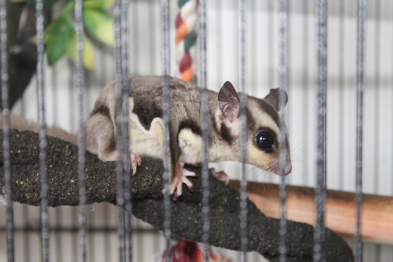 Cookie dan Bella, Sugar Glider Kesayangan - Azie Kitchen