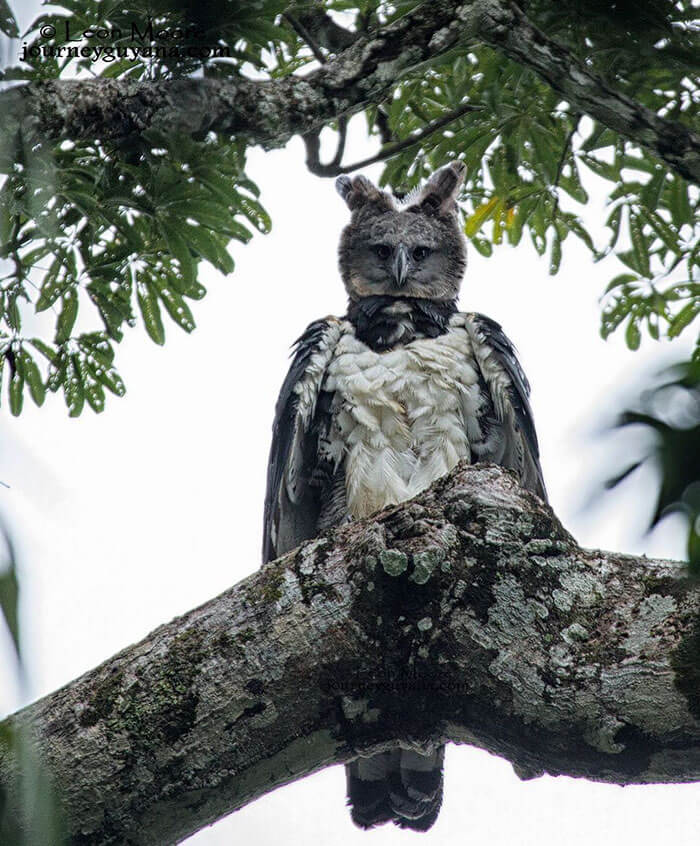 Huge Bird Looks Like A Person In A Costume