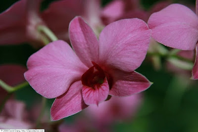 Dendrobium bigibbum care and culture