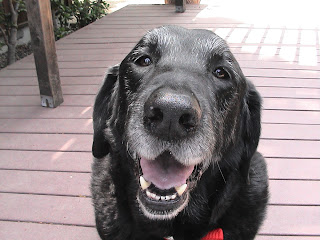 senior dog Fases da vida de um cão