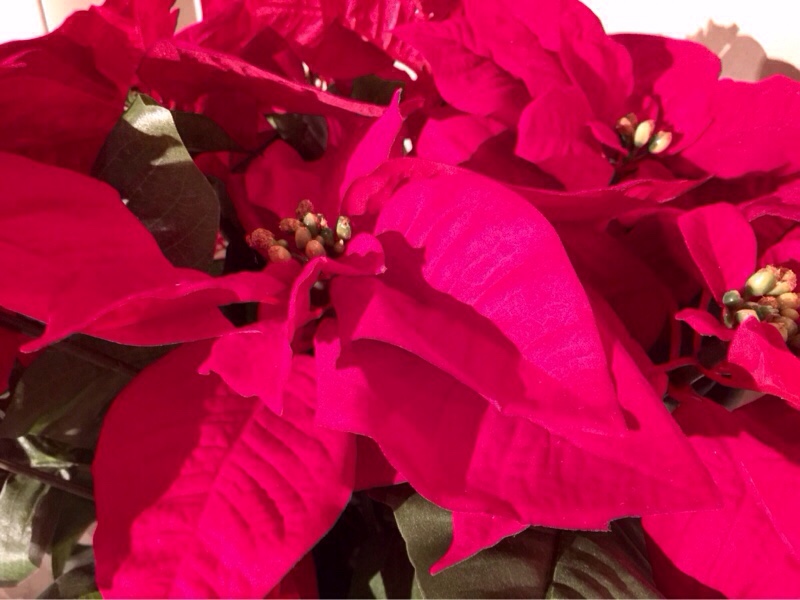 poinsettia