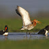 Reitdiep-Midden wordt aantrekkelijker voor weidevogels