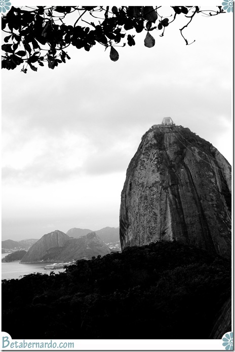 IMG_2731-1 copy