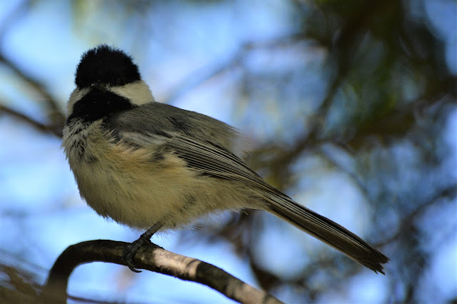 Black-capped Chickadee in Pembroke, Ontario Photo by Stacey McIntyre-Gonzalez