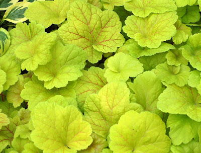 Heuchera Electric Lime - Electric Lime Coral Bells care