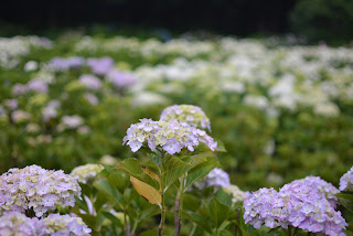 荻窪公園の紫陽花2015