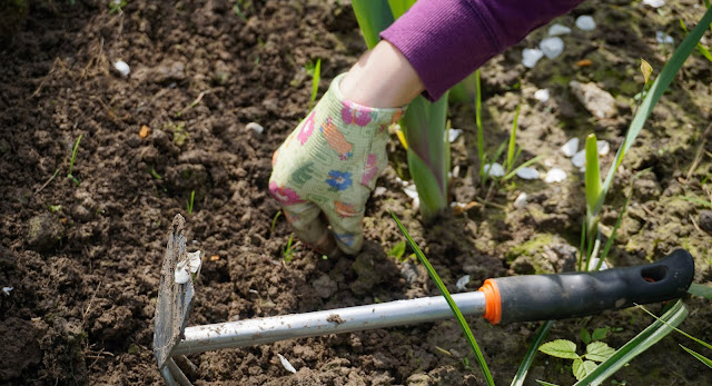 a hand in work gloves pulling weeds in a garden