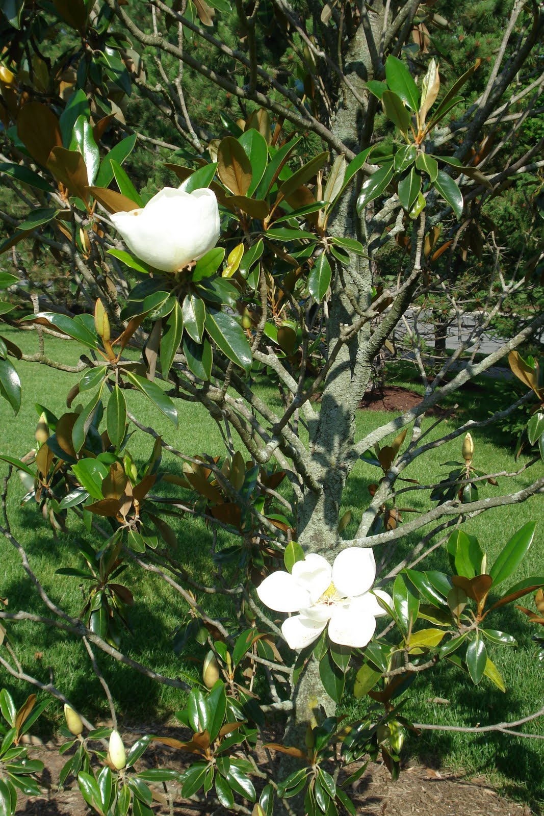 Magnolia Little Gem