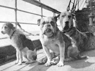 Dog Passengers on the Titanic