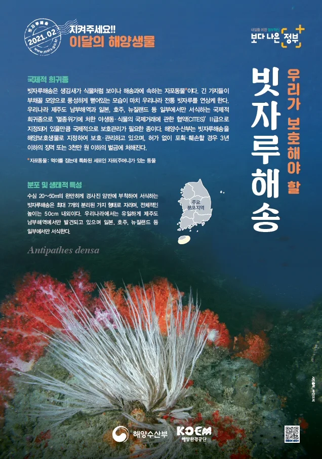 ▲ 2021년 2월 이달의 해양생물 포스터