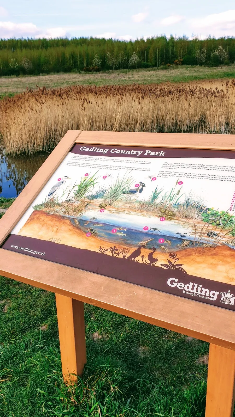 A Walk Around Gedling Country Park: Link Up