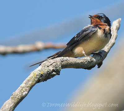 Barn swallow, Toronto photographer Robert Rafton